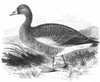 Greylag Goose