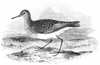 Pectoral Sandpiper