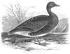 Pink-footed Goose