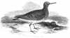 Purple Sandpiper