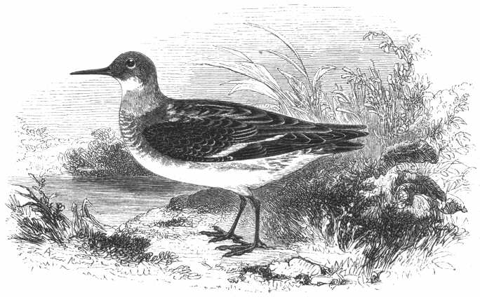 Red-Necked Phalarope (Phalaropus lobatus) 