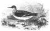 Red-Necked Phalarope