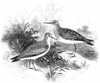 Temminck's Stint