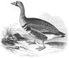 White-fronted Goose