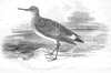 White-rumped Sandpiper